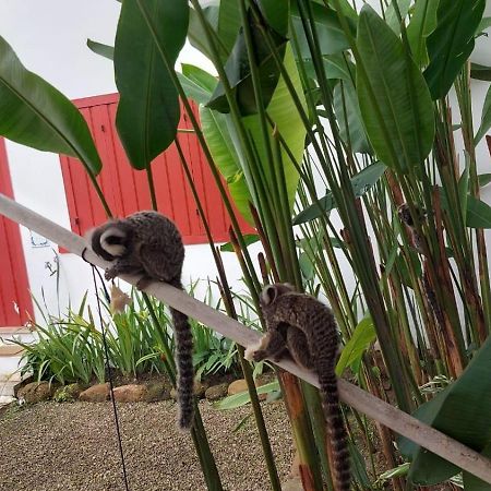 Quinta Brasilis Boutique Hotel パラチ エクステリア 写真